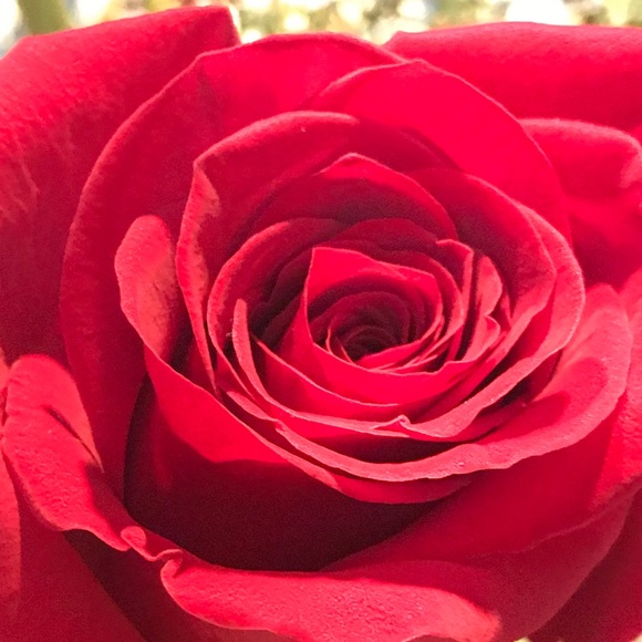 Meet your Posher, Karen - Picture 3 of 3